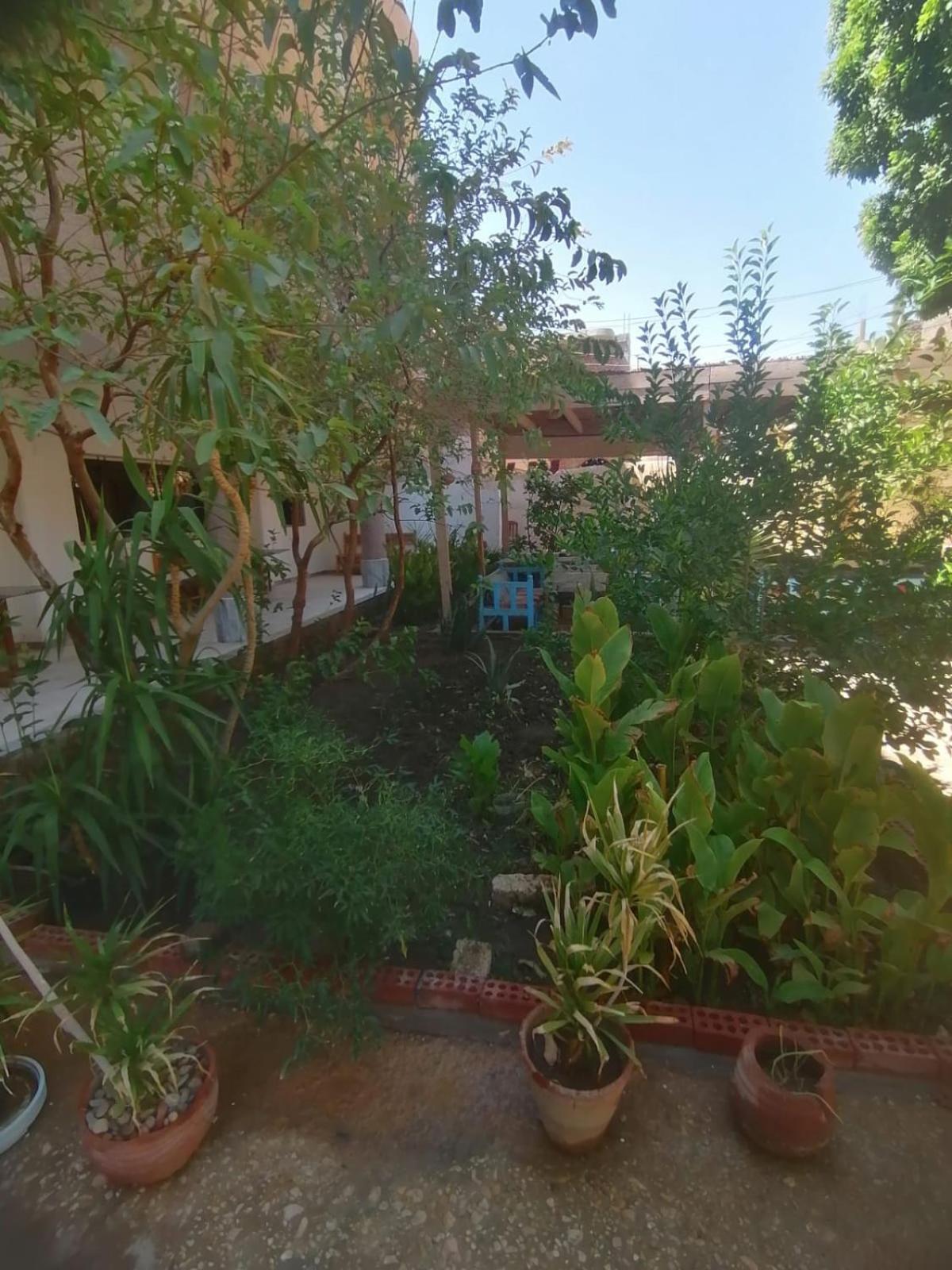 Rose Guest House Λούξορ Εξωτερικό φωτογραφία